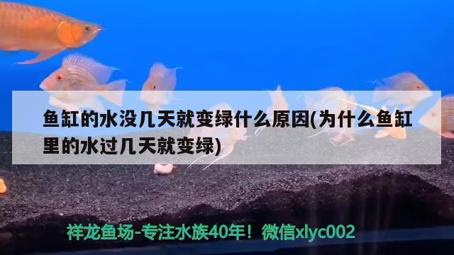 魚缸的水沒幾天就變綠什么原因(為什么魚缸里的水過幾天就變綠)