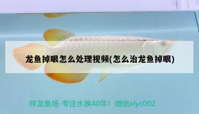 龍魚掉眼怎么處理視頻(怎么治龍魚掉眼)