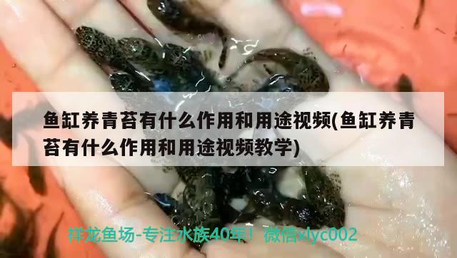 龍魚偏著游郁悶