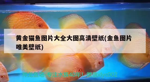 魚(yú)缸搬家費(fèi)用多少錢一個(gè)平方？詳細(xì)解析，詳細(xì)解析魚(yú)缸搬家費(fèi)用及相關(guān)因素魚(yú)缸搬家費(fèi)用及相關(guān)因素 祥禾Super Red紅龍魚(yú) 第2張