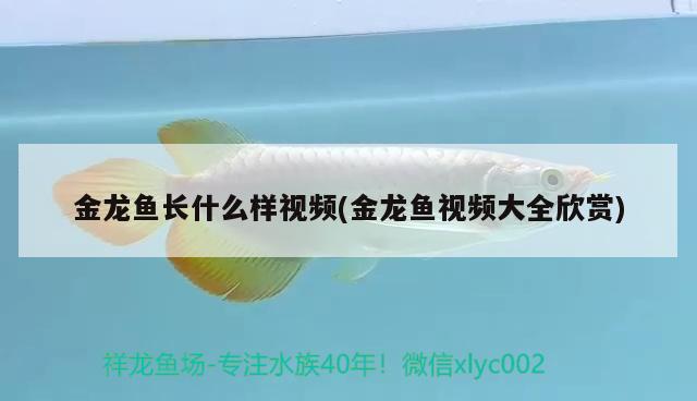 金龍魚(yú)長(zhǎng)什么樣視頻(金龍魚(yú)視頻大全欣賞) 黃金河虎魚(yú)