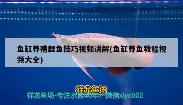 阿薩姆雷龍魚能長多大 伊巴卡魚 第1張