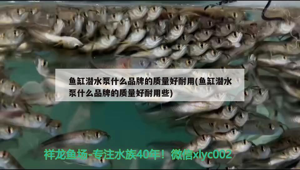 魚缸潛水泵什么品牌的質(zhì)量好耐用(魚缸潛水泵什么品牌的質(zhì)量好耐用些) 黃金眼鏡蛇雷龍魚