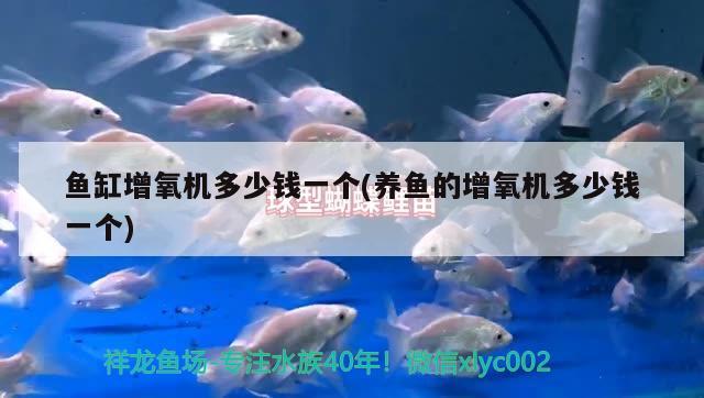 魚缸增氧機(jī)多少錢一個(養(yǎng)魚的增氧機(jī)多少錢一個) 綠皮皇冠豹魚