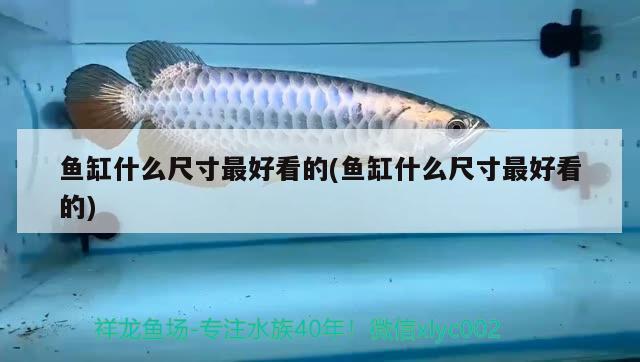 魚缸什么尺寸最好看的(魚缸什么尺寸最好看的) 巴西亞魚