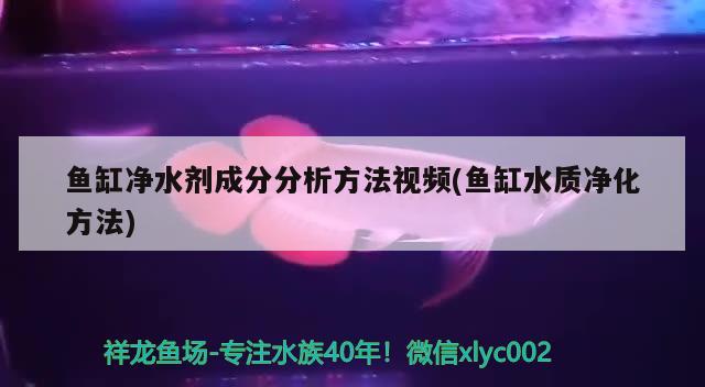 魚缸凈水劑成分分析方法視頻(魚缸水質(zhì)凈化方法) 薩伊藍(lán)魚