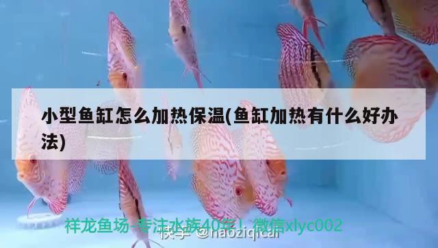 小型魚缸怎么加熱保溫(魚缸加熱有什么好辦法)