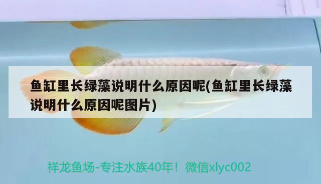 魚缸里長綠藻說明什么原因呢(魚缸里長綠藻說明什么原因呢圖片) 細線銀板魚苗