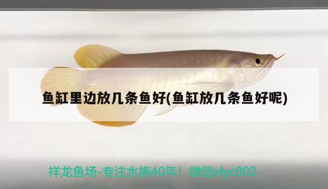 魚缸里邊放幾條魚好(魚缸放幾條魚好呢)