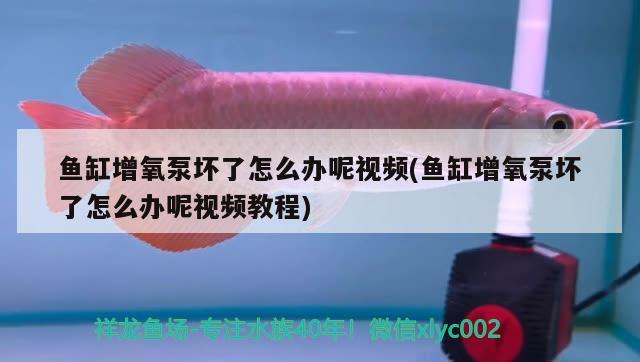 魚缸增氧泵壞了怎么辦呢視頻(魚缸增氧泵壞了怎么辦呢視頻教程) 白玉紅龍魚 第1張