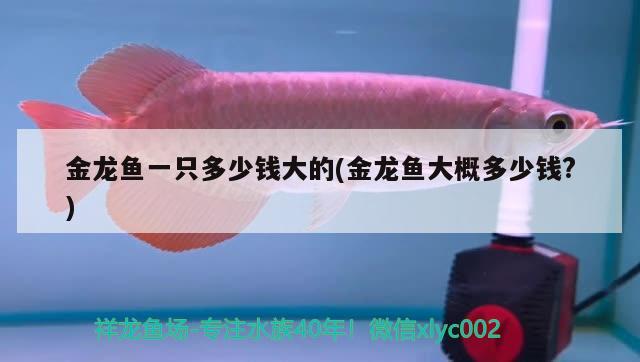 金龍魚一只多少錢大的(金龍魚大概多少錢?) 黃金夢幻雷龍魚