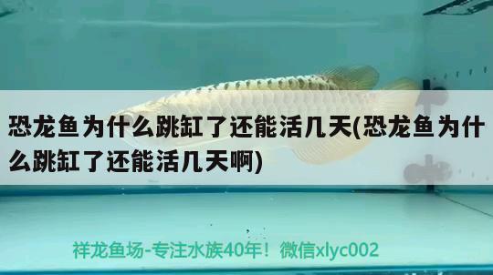 圓點小魚 薩伊藍魚 第2張