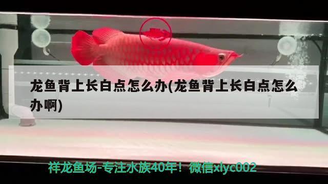 魚缸濾材都有哪些種類的(魚缸濾材哪幾種) 斯維尼關(guān)刀魚