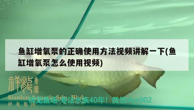 魚缸增氧泵的正確使用方法視頻講解一下(魚缸增氧泵怎么使用視頻)