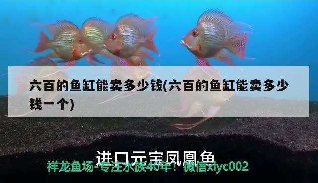 不開燈的拍攝 虎魚百科 第2張