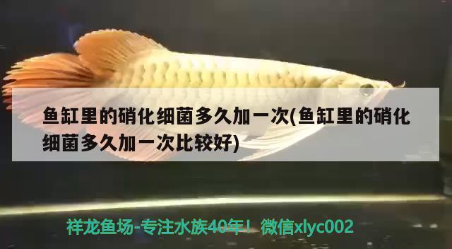 魚缸里的硝化細(xì)菌多久加一次(魚缸里的硝化細(xì)菌多久加一次比較好) 硝化細(xì)菌