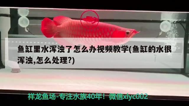 魚缸里水渾濁了怎么辦視頻教學(魚缸的水很渾濁,怎么處理?) 銀河星鉆魚