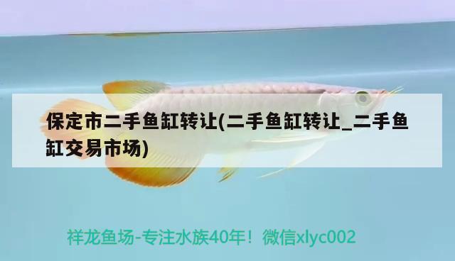 保定市二手魚(yú)缸轉(zhuǎn)讓(二手魚(yú)缸轉(zhuǎn)讓_二手魚(yú)缸交易市場(chǎng)) 招財(cái)戰(zhàn)船魚(yú)