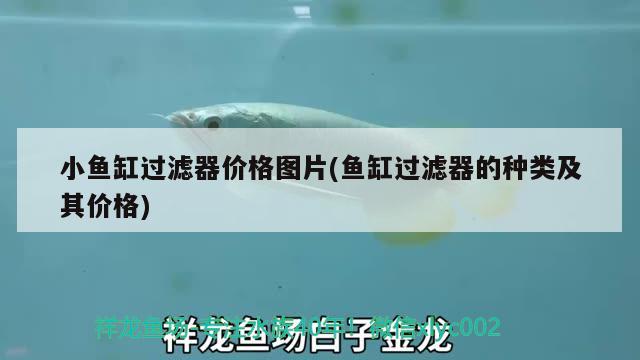 小魚缸過濾器價格圖片(魚缸過濾器的種類及其價格) 招財戰(zhàn)船魚