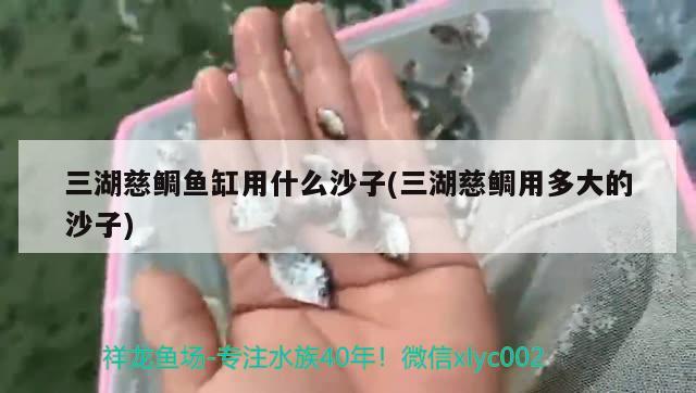 三湖慈鯛魚缸用什么沙子(三湖慈鯛用多大的沙子) 印尼紅龍魚