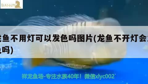 龍魚不用燈可以發(fā)色嗎圖片(龍魚不開燈會(huì)發(fā)色嗎)