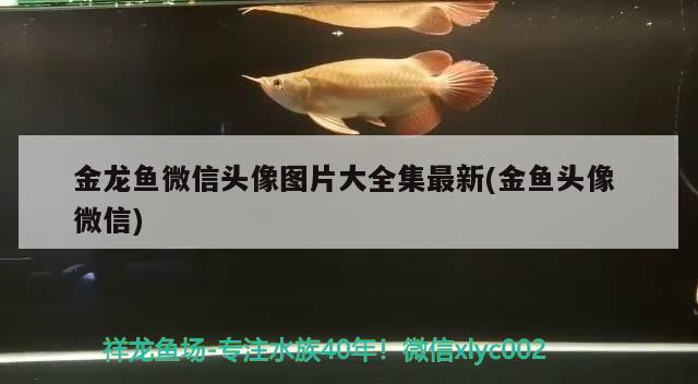 金龍魚微信頭像圖片大全集最新(金魚頭像微信) 海象魚