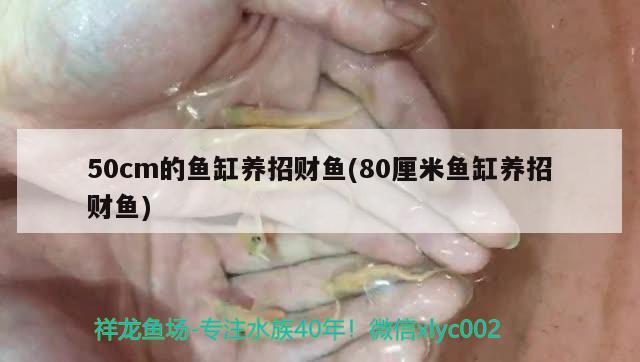 50cm的魚缸養(yǎng)招財(cái)魚(80厘米魚缸養(yǎng)招財(cái)魚) 黃寬帶蝴蝶魚