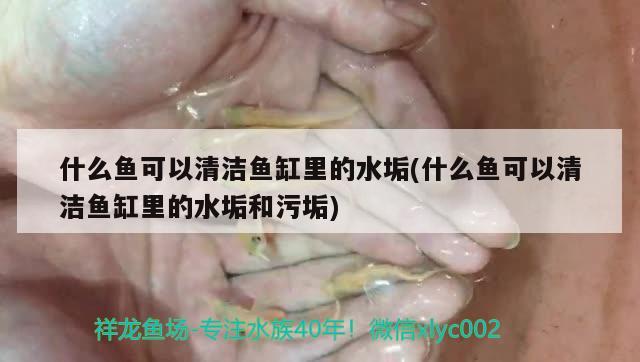 印尼將軍斗魚和糖果斗魚的區(qū)別，將軍斗魚怎么分公母