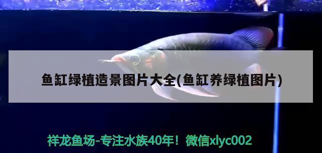 魚缸綠植造景圖片大全(魚缸養(yǎng)綠植圖片) 黑云魚