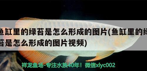 魚缸里的綠苔是怎么形成的圖片(魚缸里的綠苔是怎么形成的圖片視頻)