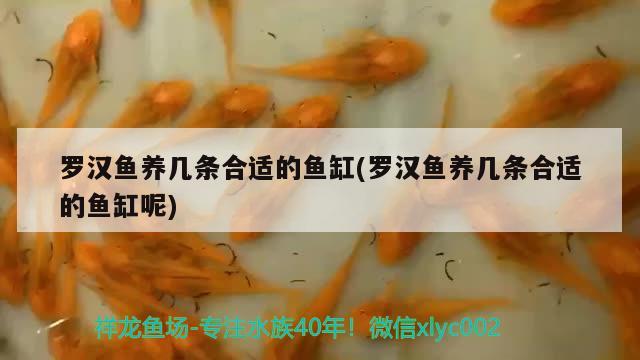 羅漢魚養(yǎng)幾條合適的魚缸(羅漢魚養(yǎng)幾條合適的魚缸呢) 羅漢魚