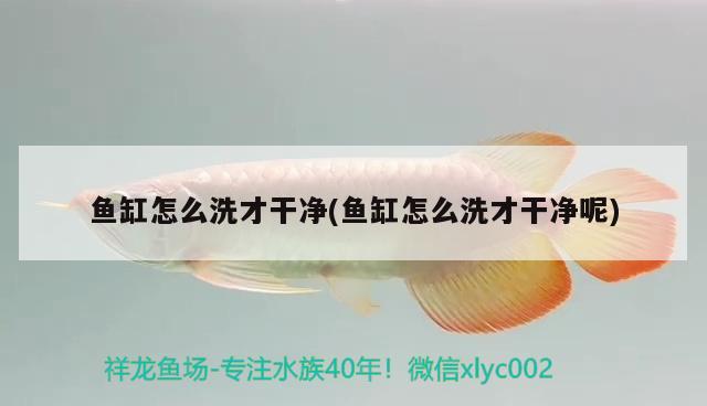 魚缸怎么洗才干凈(魚缸怎么洗才干凈呢) 紅老虎魚