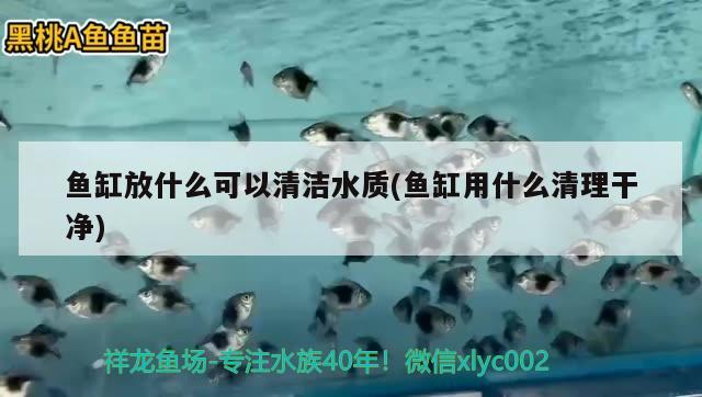 魚缸放什么可以清潔水質(zhì)(魚缸用什么清理干凈) 球鯊魚