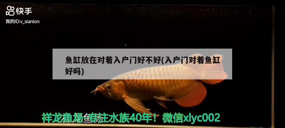 黃翅魚和鯛魚的區(qū)別，鯛魚貴嗎 觀賞魚 第3張