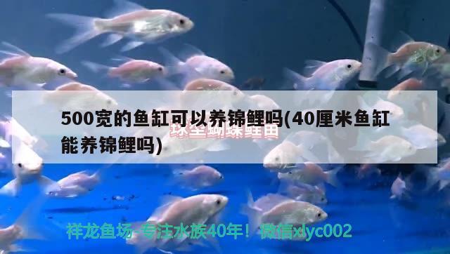 500寬的魚缸可以養(yǎng)錦鯉嗎(40厘米魚缸能養(yǎng)錦鯉嗎)