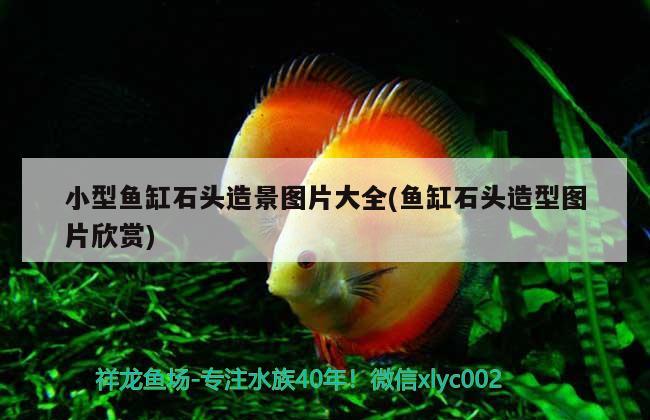 小型魚缸石頭造景圖片大全(魚缸石頭造型圖片欣賞)