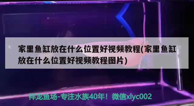 長方形玻璃魚缸價格是多少，60魚缸造景最佳比例