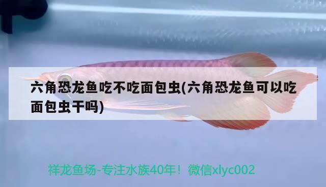 六角恐龍魚吃不吃面包蟲(六角恐龍魚可以吃面包蟲干嗎) B級(jí)過背金龍魚