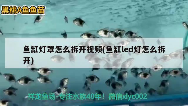 小紅龍魚用什么燈照最好呢（人類的探測(cè)器潛入10000多米深的馬里亞） 龍魚百科 第1張