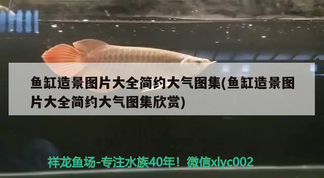 魚(yú)缸造景圖片大全簡(jiǎn)約大氣圖集(魚(yú)缸造景圖片大全簡(jiǎn)約大氣圖集欣賞) 喂食器