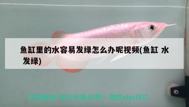 景德鎮(zhèn)觀賞魚(yú)市場(chǎng)三元康水族器材系列 觀賞魚(yú)市場(chǎng)（混養(yǎng)魚(yú)） 第2張