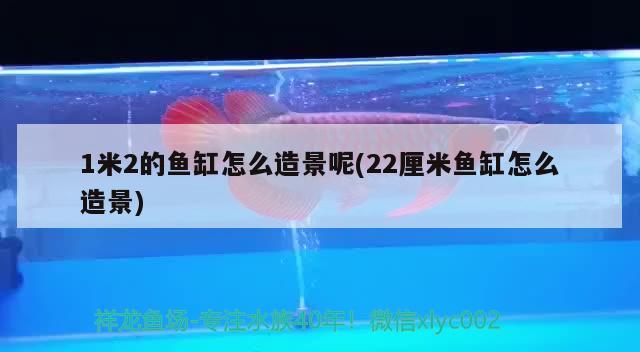 1米2的魚缸怎么造景呢(22厘米魚缸怎么造景) 魚缸百科 第4張