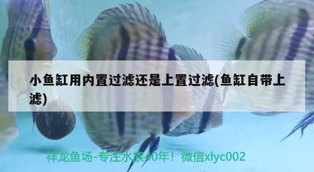 小魚(yú)缸用內(nèi)置過(guò)濾還是上置過(guò)濾(魚(yú)缸自帶上濾) 馬拉莫寶石魚(yú)