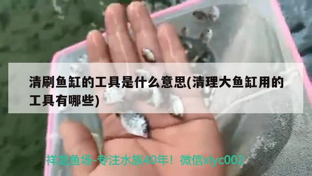 黃耳龜可以長多大多大可以繁殖 泰龐海鰱魚 第2張