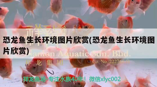 恐龍魚生長環(huán)境圖片欣賞(恐龍魚生長環(huán)境圖片欣賞) 蘇虎