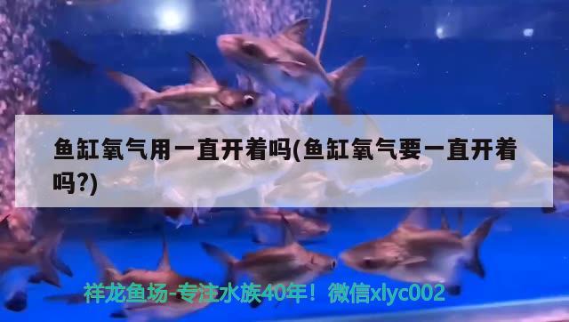 魚缸氧氣用一直開著嗎(魚缸氧氣要一直開著嗎?)