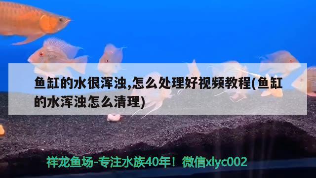 魚(yú)缸的水很渾濁,怎么處理好視頻教程(魚(yú)缸的水渾濁怎么清理) 奈及利亞紅圓點(diǎn)狗頭