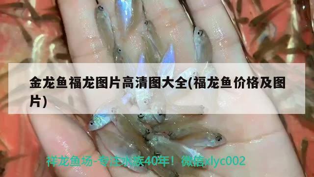 金龍魚福龍圖片高清圖大全(福龍魚價格及圖片) 魚缸/水族箱