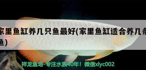 家里魚缸養(yǎng)幾只魚最好(家里魚缸適合養(yǎng)幾條魚) 黃金河虎魚