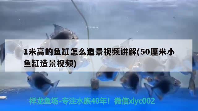 1米高的魚缸怎么造景視頻講解(50厘米小魚缸造景視頻)